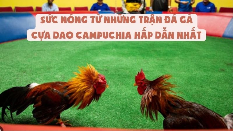 Sức Nóng Từ Những Trận Đá Gà Cựa Dao Campuchia Hấp Dẫn Nhất