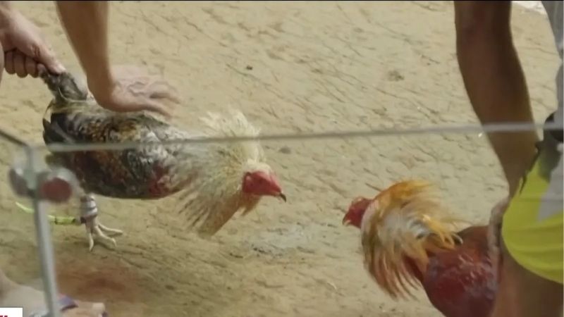 Gà Đá Bị Tang Cần Điều Trị Thế Nào Sau Trận Đấu Căng Thẳng?