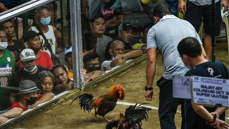 Gà Đá Bị Tang Cần Điều Trị Thế Nào Sau Trận Đấu Căng Thẳng?