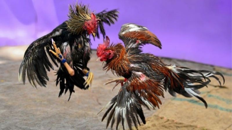 Gà Đá Bị Tang Cần Điều Trị Thế Nào Sau Trận Đấu Căng Thẳng?