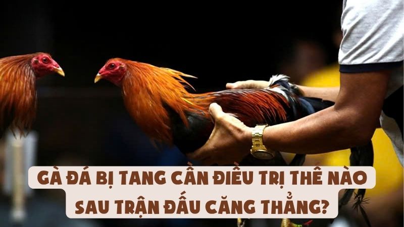 Gà Đá Bị Tang Cần Điều Trị Thế Nào Sau Trận Đấu Căng Thẳng?