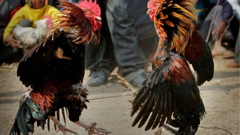 Vì Sao Có Những Gà Đá Cựa Sắt Thắng Nhiều Trận Liên Tiếp?