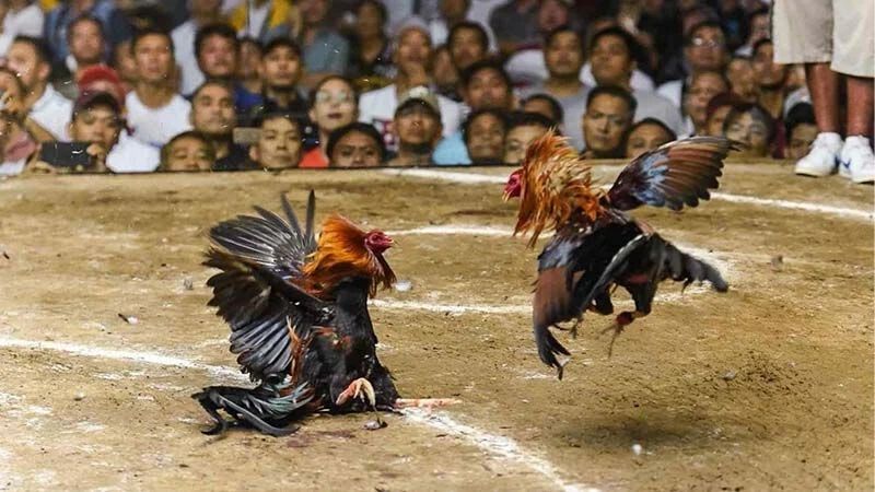 Vì Sao Có Những Gà Đá Cựa Sắt Thắng Nhiều Trận Liên Tiếp?