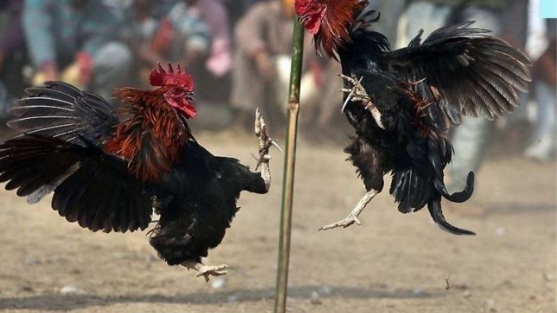 Vì Sao Có Những Gà Đá Cựa Sắt Thắng Nhiều Trận Liên Tiếp?