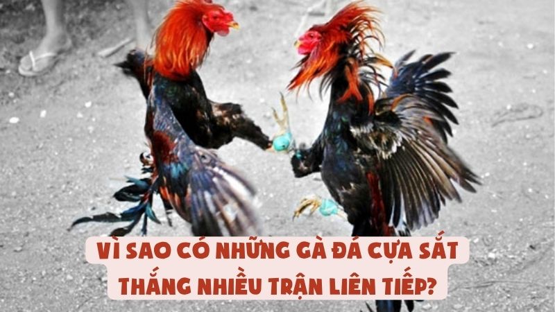 Vì Sao Có Những Gà Đá Cựa Sắt Thắng Nhiều Trận Liên Tiếp?