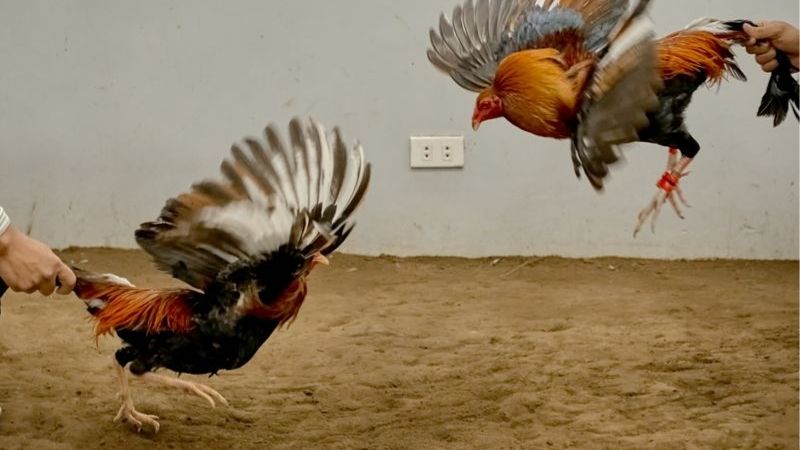 Gà Đá Đòn Hay Gà Cựa Sắt Loại Nào Tốt Hơn | So Sánh Chi Tiết
