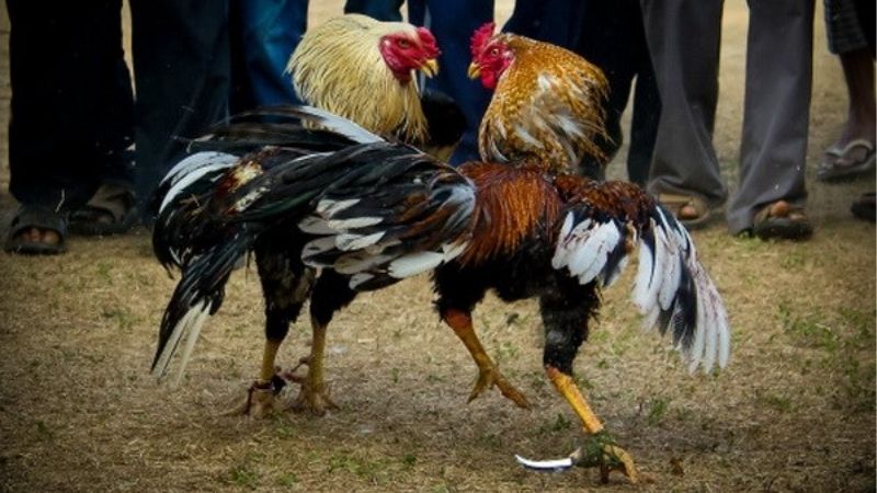 Gà Đá Đòn Hay Gà Cựa Sắt Loại Nào Tốt Hơn | So Sánh Chi Tiết
