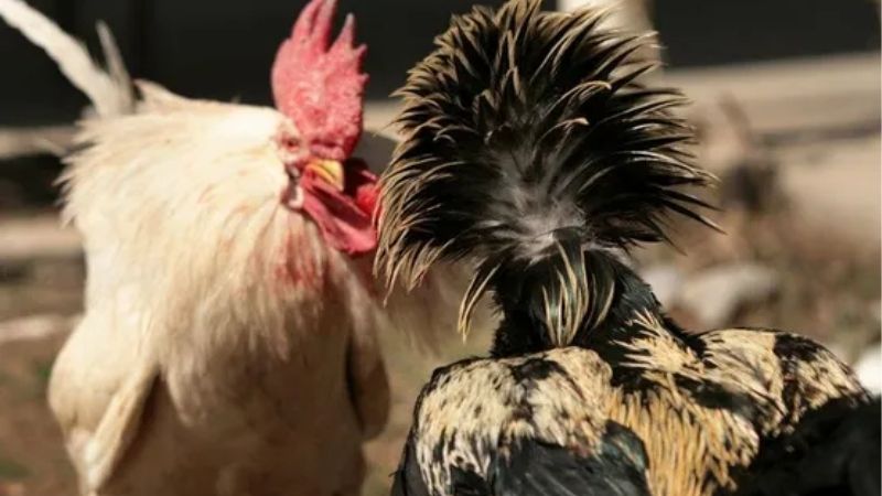 Gà Đá Đòn Hay Gà Cựa Sắt Loại Nào Tốt Hơn | So Sánh Chi Tiết