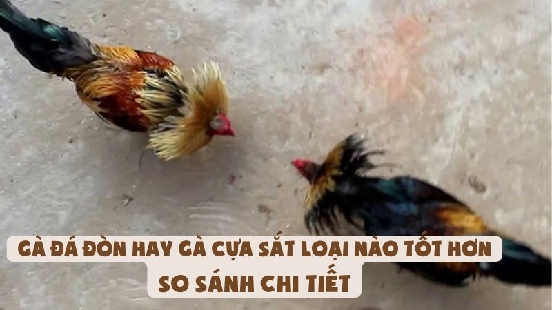 Gà Đá Đòn Hay Gà Cựa Sắt Loại Nào Tốt Hơn | So Sánh Chi Tiết