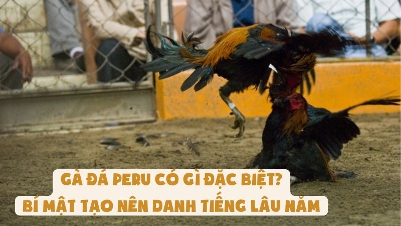 Gà Đá Peru Có Gì Đặc Biệt? Bí Mật Tạo Nên Danh Tiếng Lâu Năm