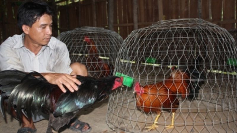 Hướng Dẫn Chăm Sóc Gà Đá Trước Ngày Thi Đấu Từ A Đến Z