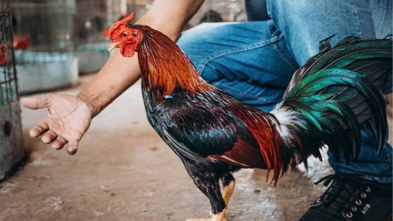 Hướng Dẫn Chăm Sóc Gà Đá Trước Ngày Thi Đấu Từ A Đến Z