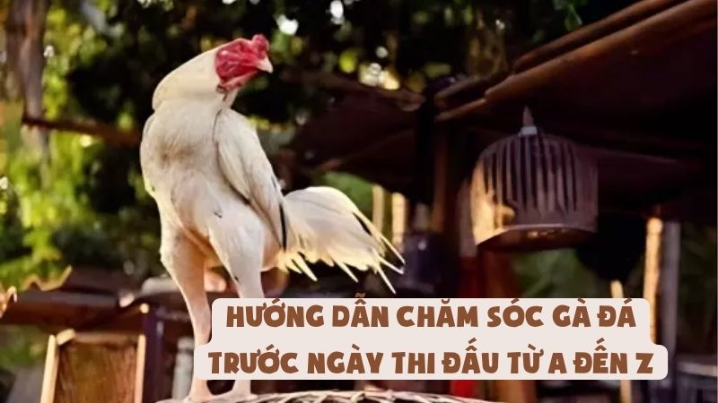 Hướng Dẫn Chăm Sóc Gà Đá Trước Ngày Thi Đấu Từ A Đến Z