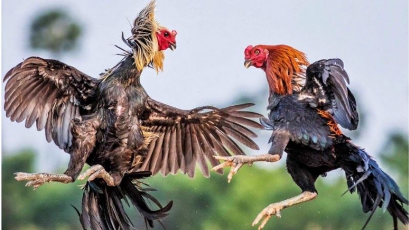 Kinh Nghiệm Chọn Giống Gà Đá Tốt | Bí Kíp Nhìn Gà Chuẩn