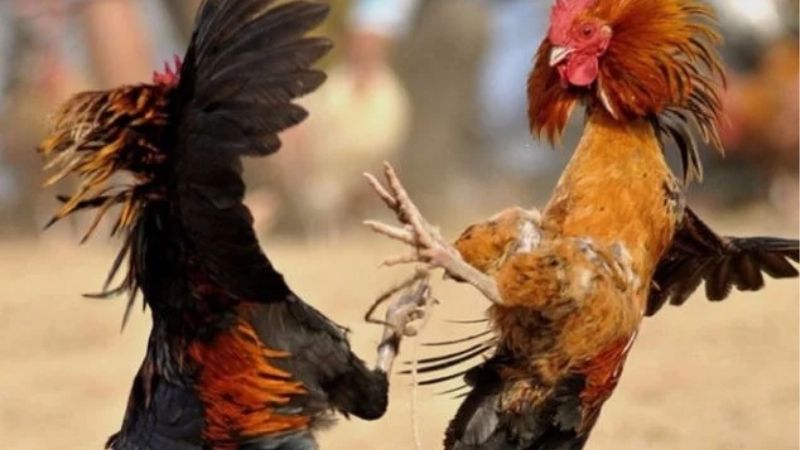 Kinh Nghiệm Chọn Giống Gà Đá Tốt | Bí Kíp Nhìn Gà Chuẩn