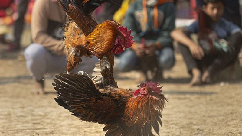 Kinh Nghiệm Chọn Giống Gà Đá Tốt | Bí Kíp Nhìn Gà Chuẩn