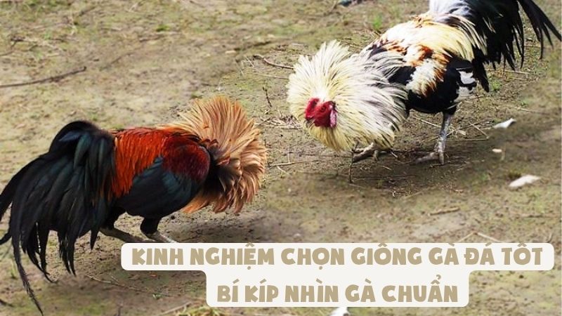 Kinh Nghiệm Chọn Giống Gà Đá Tốt | Bí Kíp Nhìn Gà Chuẩn