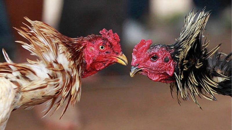 Kinh Nghiệm Mua Gà Đá Chiến Chất Lượng Cao | Không Lo Bị Hớ