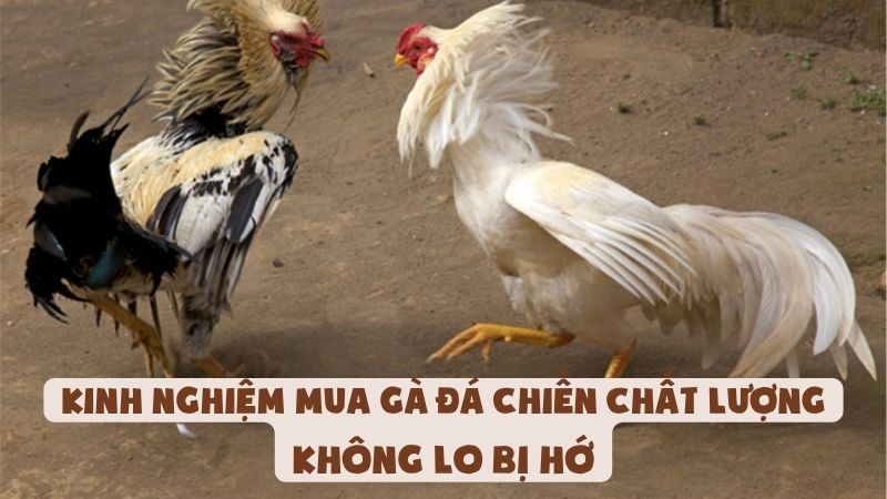 Kinh Nghiệm Mua Gà Đá Chiến Chất Lượng Cao | Không Lo Bị Hớ