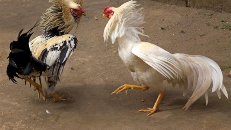 Kinh Nghiệm Nuôi Gà Đá Bo Lớn Hiệu Quả Từ Sư Kê Lâu Năm