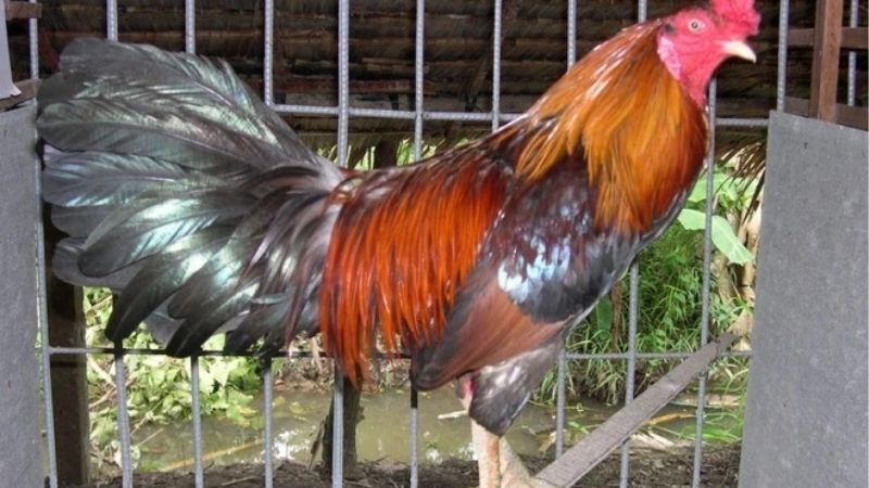 Kinh Nghiệm Nuôi Gà Đá Bo Lớn Hiệu Quả Từ Sư Kê Lâu Năm