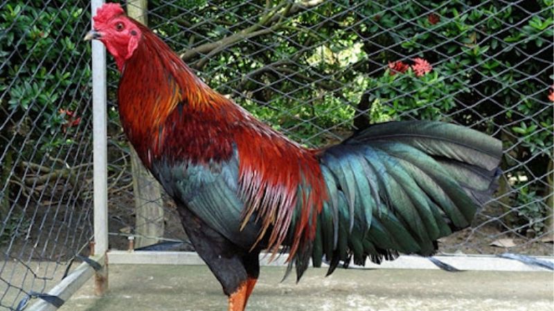 Kinh Nghiệm Nuôi Gà Đá Bo Lớn Hiệu Quả Từ Sư Kê Lâu Năm