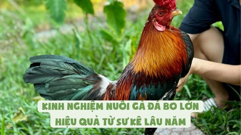 Kinh Nghiệm Nuôi Gà Đá Bo Lớn Hiệu Quả Từ Sư Kê Lâu Năm