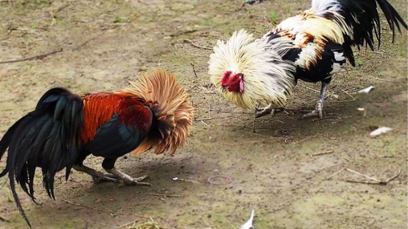Kinh Nghiệm Nuôi Gà Đá Cựa Sắt Giúp Tăng Thể Lực Hiệu Quả