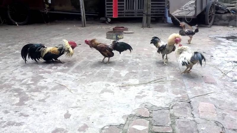 Kinh Nghiệm Nuôi Gà Đá Cựa Sắt Giúp Tăng Thể Lực Hiệu Quả