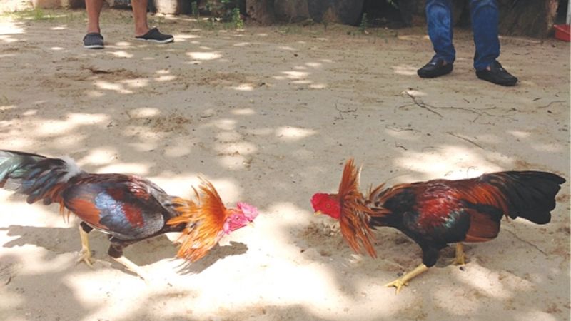 Kinh Nghiệm Nuôi Gà Đá Cựa Sắt Giúp Tăng Thể Lực Hiệu Quả