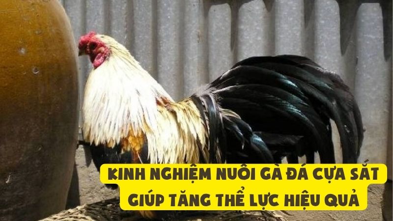 Kinh Nghiệm Nuôi Gà Đá Cựa Sắt Giúp Tăng Thể Lực Hiệu Quả