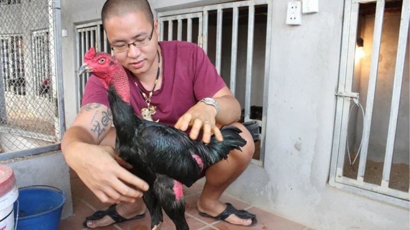 Kỹ Thuật Vô Nghệ Cho Gà Đá Giúp Tăng Độ Lì Đòn Hiệu Quả