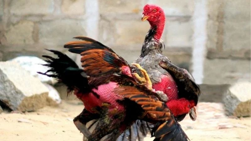Kỹ Thuật Vô Nghệ Cho Gà Đá Giúp Tăng Độ Lì Đòn Hiệu Quả