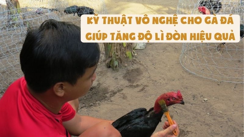 Kỹ Thuật Vô Nghệ Cho Gà Đá Giúp Tăng Độ Lì Đòn Hiệu Quả