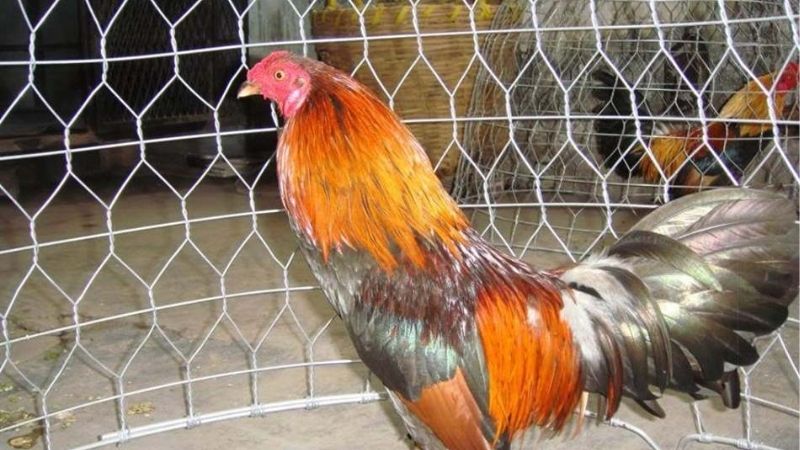 Thuốc Nuôi Gà Đá Hiệu Quả Nhất Giúp Tăng Thể Lực Chiến Kê