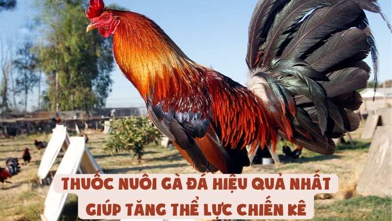 Thuốc Nuôi Gà Đá Hiệu Quả Nhất Giúp Tăng Thể Lực Chiến Kê
