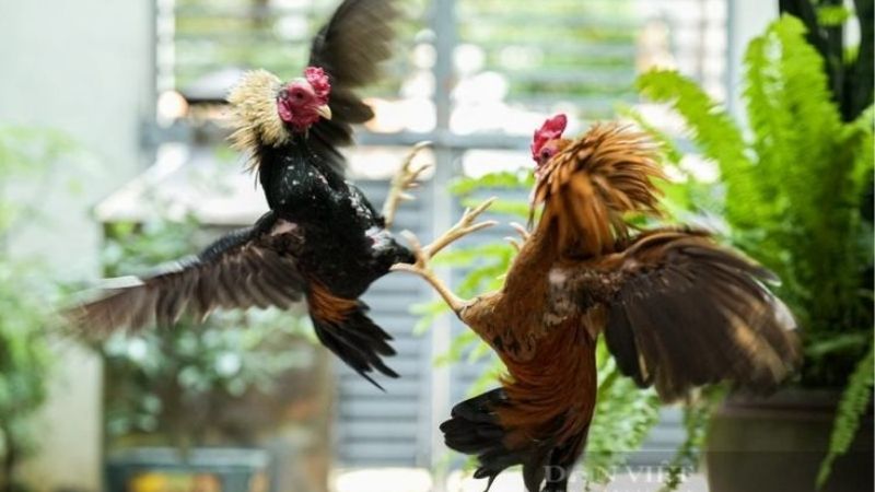 Làm Sao Để Xem Đá Gà Thomo Trực Tuyến Không Giật Lag?
