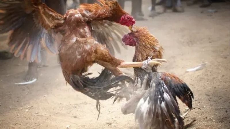 Làm Sao Để Xem Đá Gà Thomo Trực Tuyến Không Giật Lag?